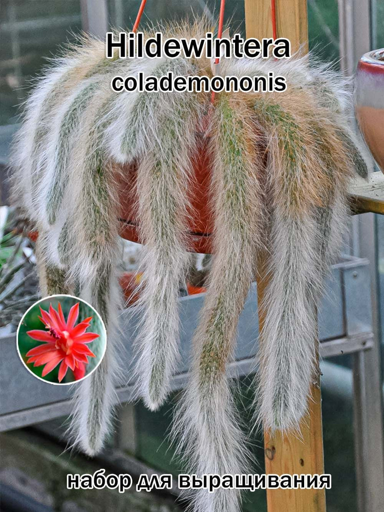 Кактус Hildewintera colademononis набор для выращивания (семена, грунт, горшочек, инструкция по посеву). #1