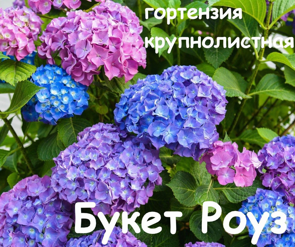 Гортензия крупнолистная Букет Роуз - купить с доставкой по выгодным ...