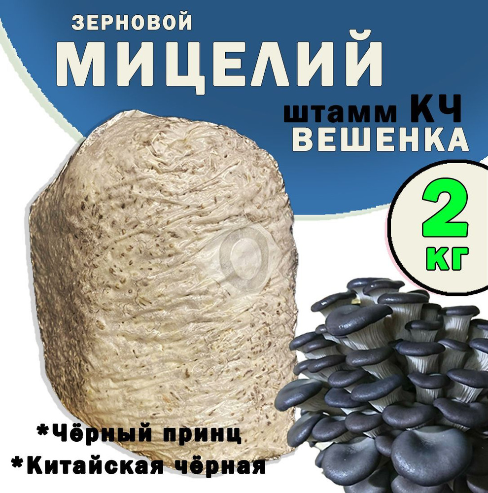 Мицелий вешенки зерновой (штамм Китайский чёрный / Чёрный принц) - 2 кг.  #1