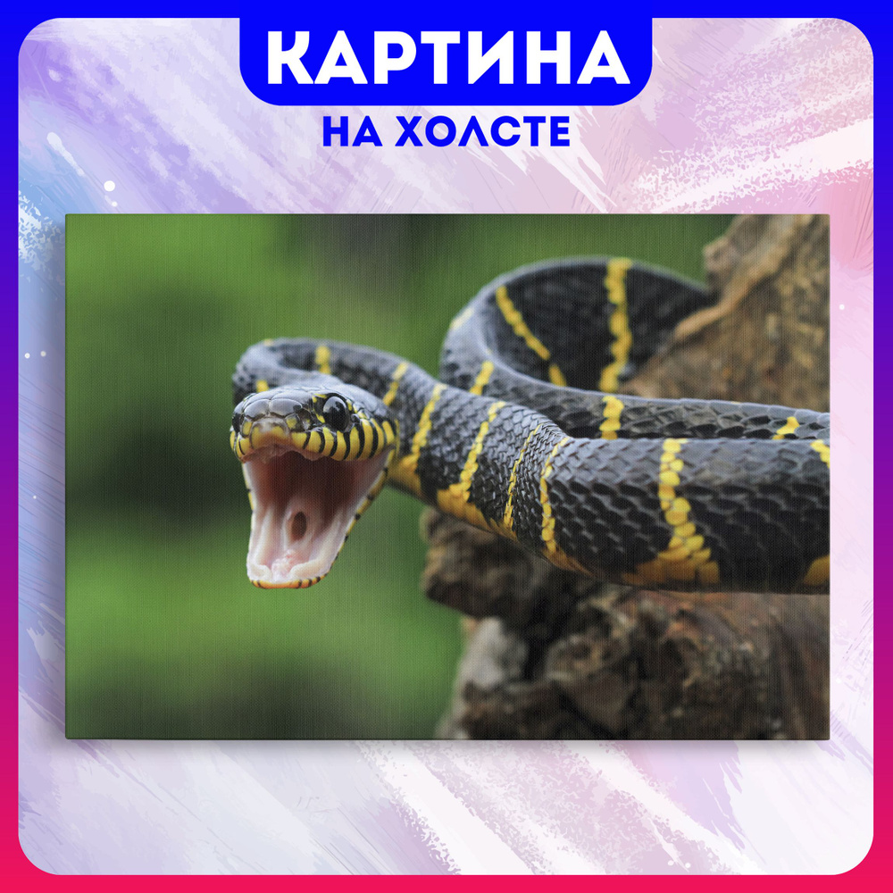 Картина на холсте Змеи природа (6) 30х40 см - купить по низкой цене в  интернет-магазине OZON (1207395472)