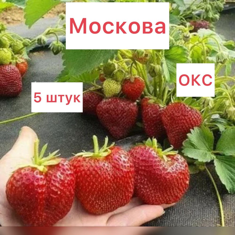 Клубника МОСКОВА 5 штук окс