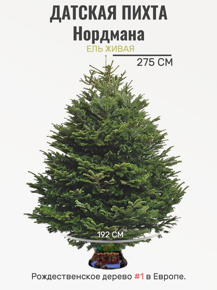 Елка живая Premium Nordmann (Датская елка/Пихта Нордмана) 250-275 см  #1