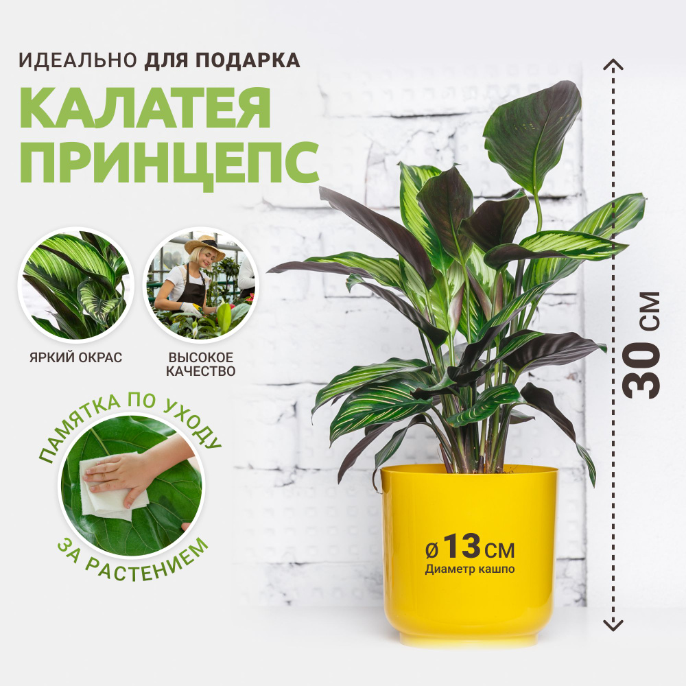 Калатея Tropic House желтый, 13 дм, 1 шт - купить по выгодной цене в  интернет-магазине OZON (1028866889)