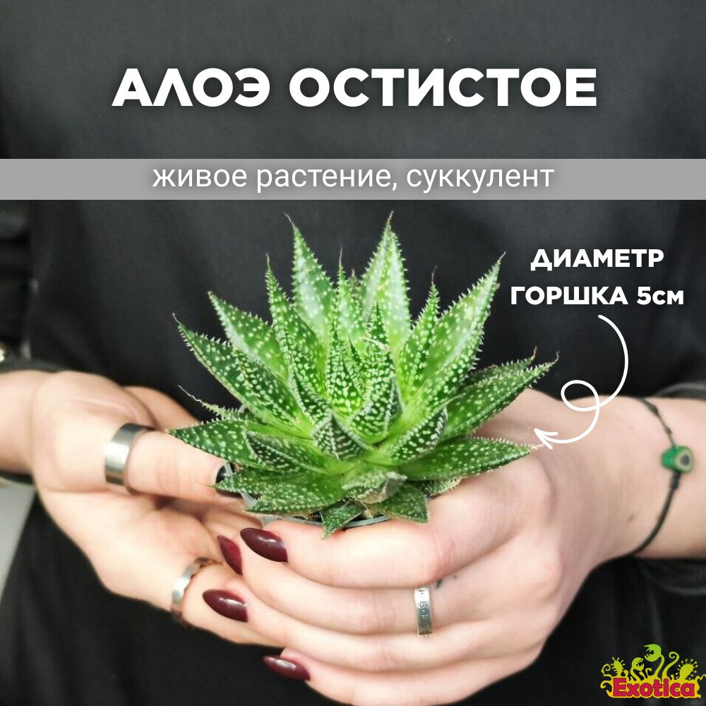 Суккулент Exotica Aloe Aristata, 5 дм, 00208 шт - купить по выгодной цене в  интернет-магазине OZON (509474769)