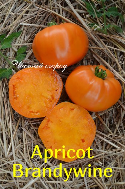 Семена томата Абрикосовый Брендивайн Apricot Brandywine #1