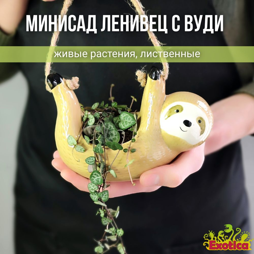 Минисадик "Ленивец" с Церопегией Вуда #1