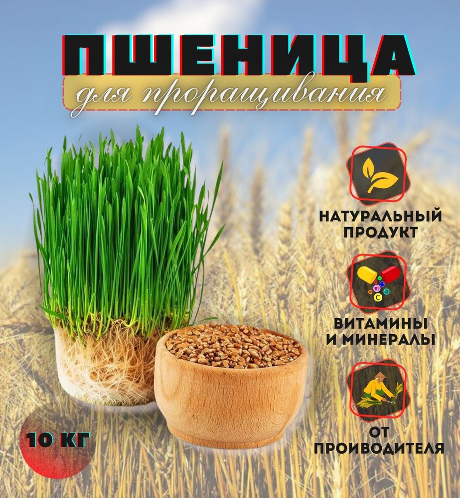 Зерно для проращивания. Пшеница для полезных блюд, зерно био, 10кг ...