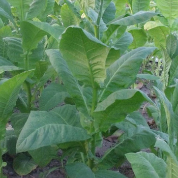 Virginia Bright Leaf, Tobacco Seed