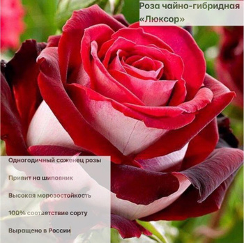 Саженцы розы чайно гибридной Малиновый звон (Vien Rose)