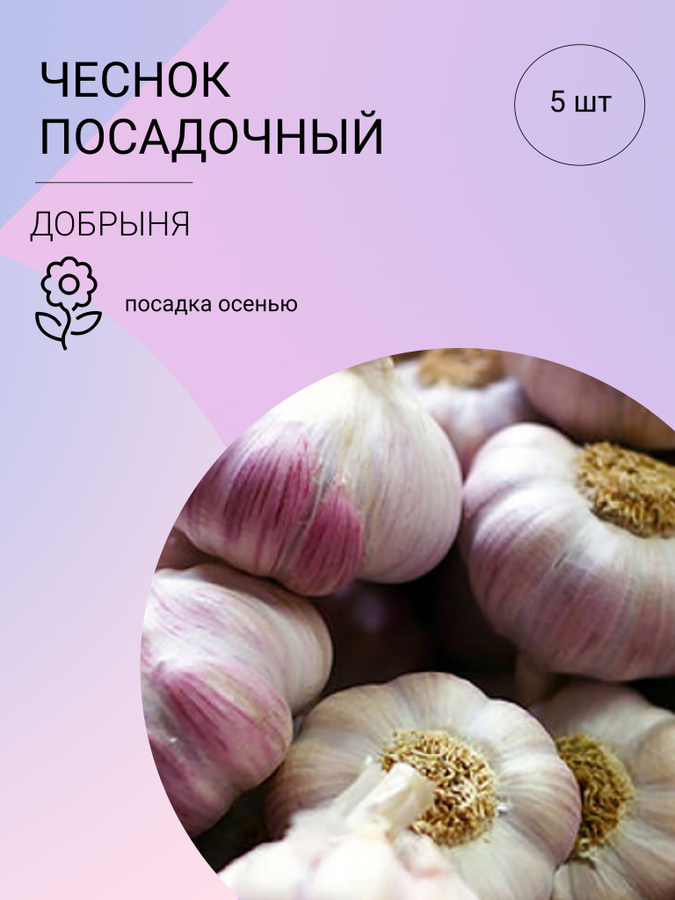 Чеснок шадейка описание сорта отзывы. Яровой чеснок. чеснок антошка. большие сорта чеснока одной луковицей. сорт чеснока шадейка описание сорта.