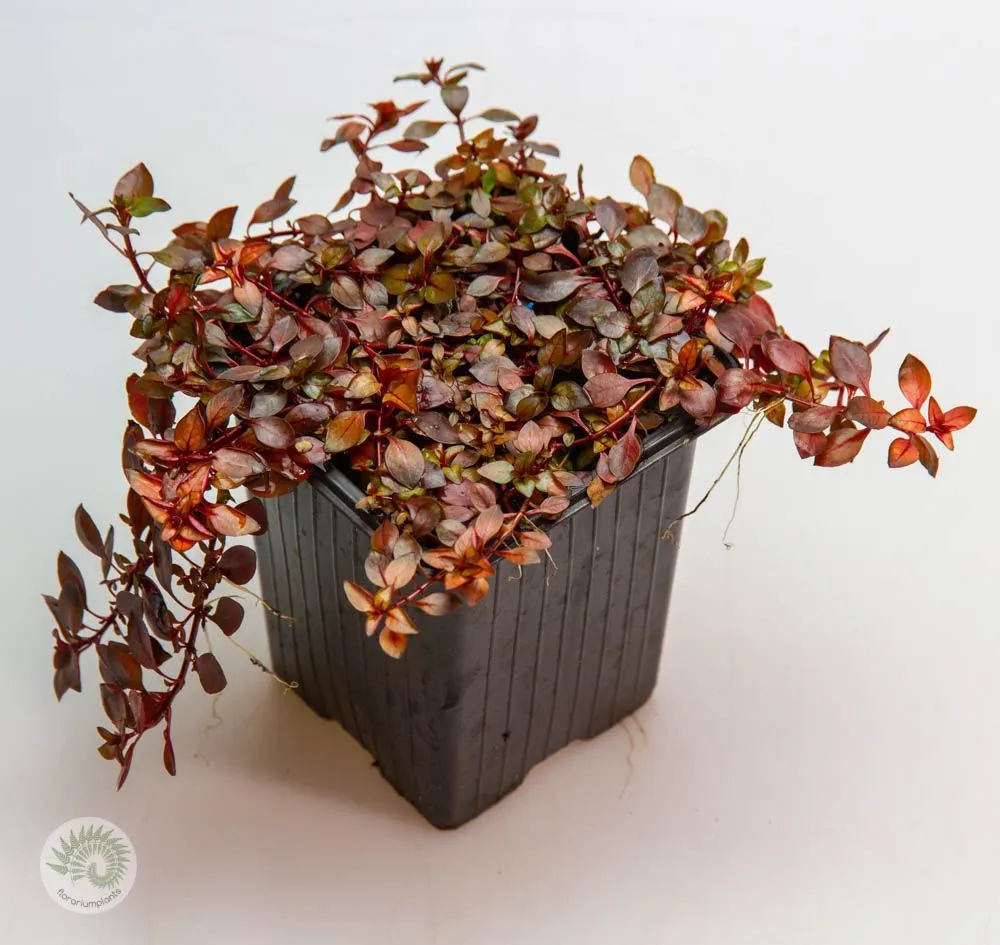 Ludwigia Inclinata 'Super red' (Людвигия Супер ред), красный