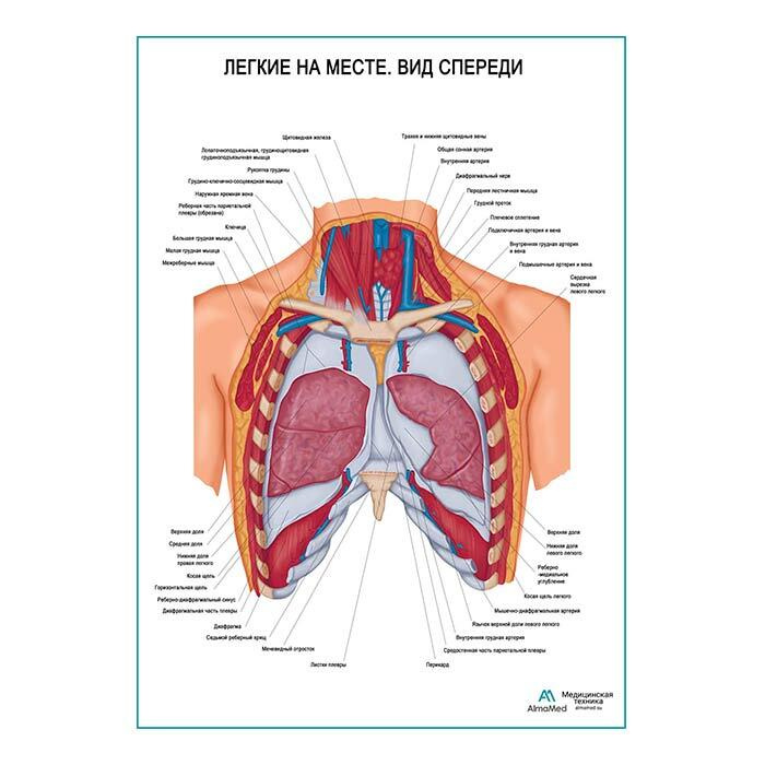 Легкие на месте. Вид спереди (анатомия человека) плакат глянцевый А2+, плотная фотобумага от 200г/м2 #1