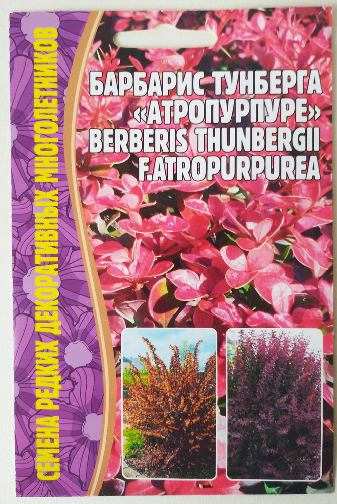 Семе-на редких многолетников: Барбарис тунберга "Атропурпурея" 10шт семян  #1
