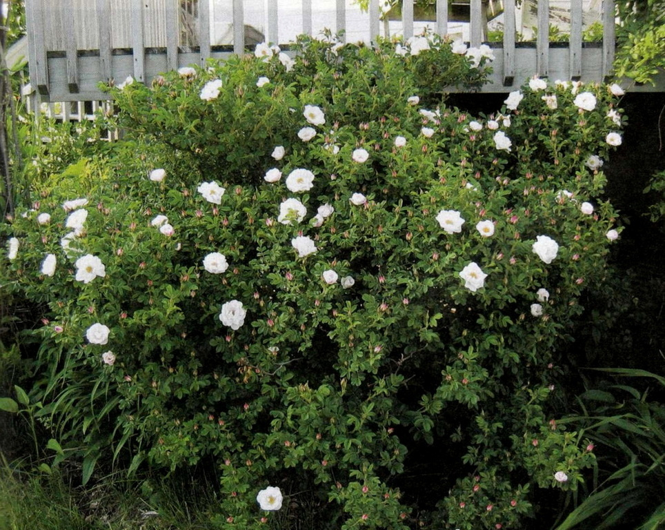 Rosa rugosa 'Alba', Шиповник морщинистый 'Алба'|tabakhqd.ru