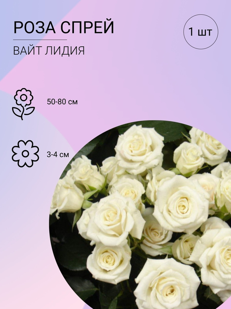 Саженцы роз Вайт Лидия для сада и дома, многолетние цветы, растения #1