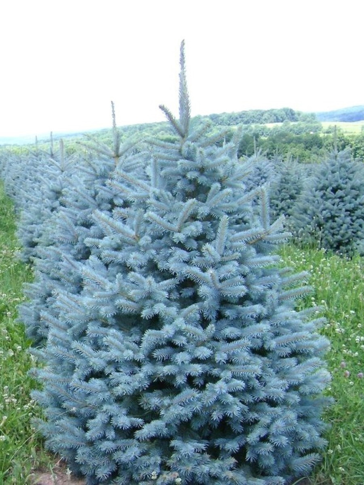 Семена Ель голубая колючая (Picea pungens), 30 штук #1