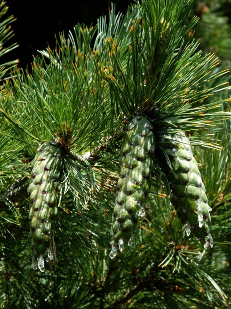 Семена Сосна румелийская (Pinus peuce), 30 штук #1