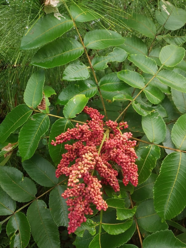Семена Сумах Китайский (Rhus chinensis), 20 штук #1