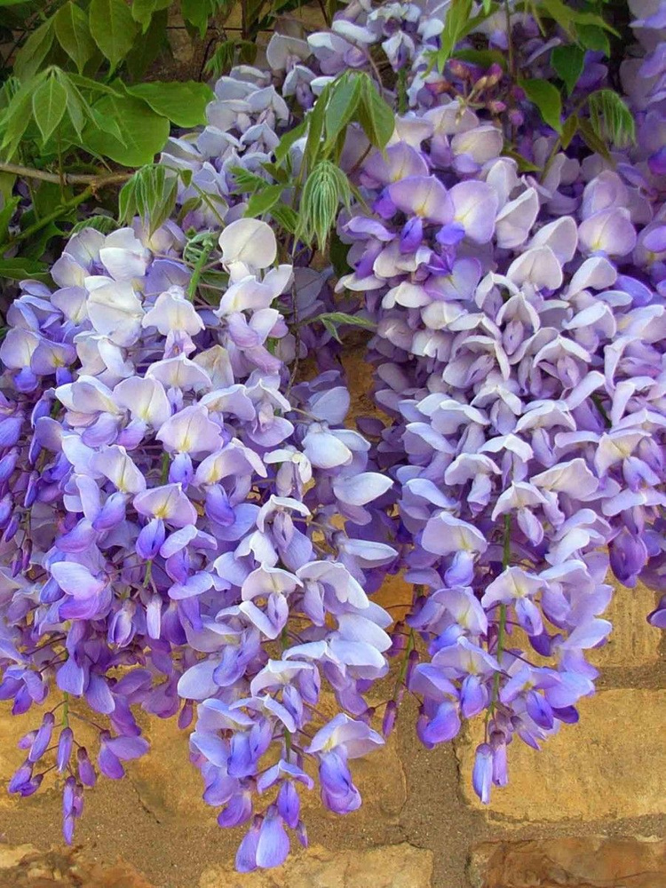 Семена Глициния Блю Мун (Wisteria Blue Moon), 9 штук #1
