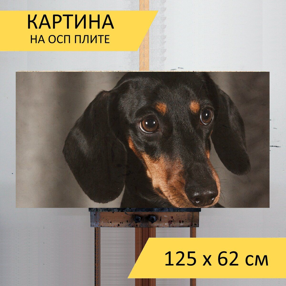 Картина Собака, такса, животное для интерьера на стену / Декор в дома,  спальню, на кухню, детскую комнату, 125 см х 62 см - купить по низкой цене  в интернет-магазине OZON (854549877)