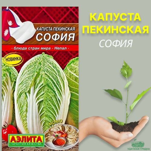 Пекинская Капуста Чача Купить Семена