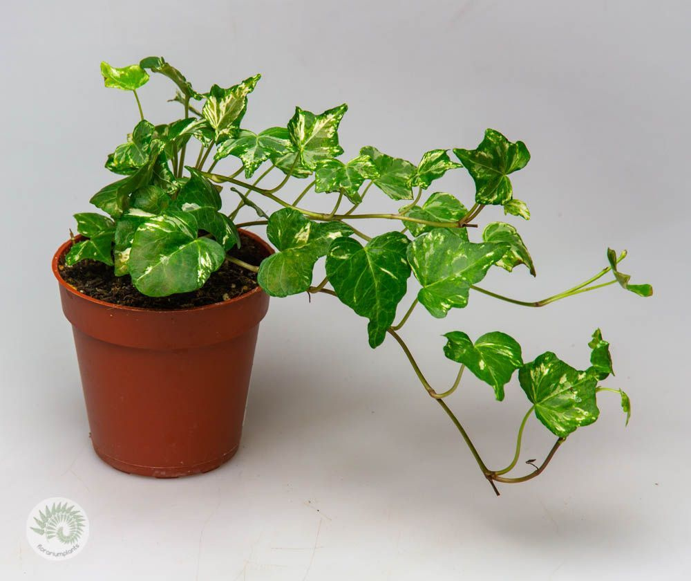 Плющ хедера (Hedera Helix)