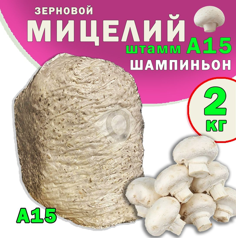 Секреты приготовления грибов шампиньонов: рецепты с фото от нашего сайта