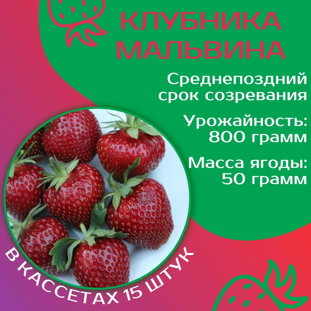 Клубника Мальвина: особенности сорта и рекомендации