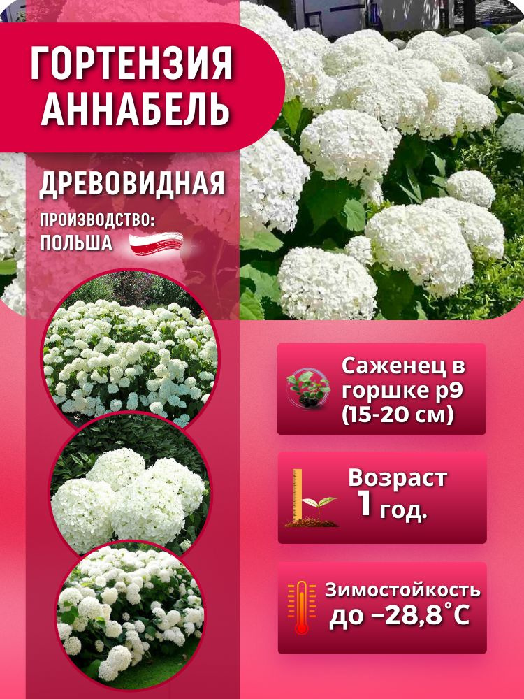 Гортензия древовидная Аннабель (саженец 15-20 см в горшке) - купить с ...