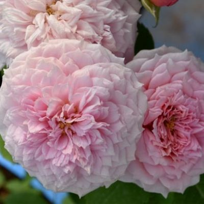 Скарлетт Йоханссон онлайн порно видео «Анальды сынақтар» фильмі