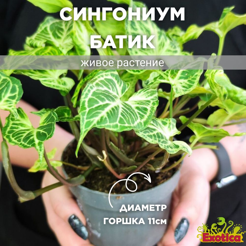 Сингониум Exotica Syngonium Batik, 11 дм, 01782 шт - купить по выгодной  цене в интернет-магазине OZON (1292458789)