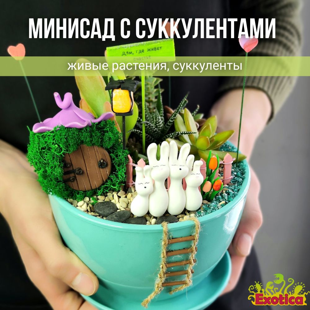 Минисадик D16см с суккулентами #1