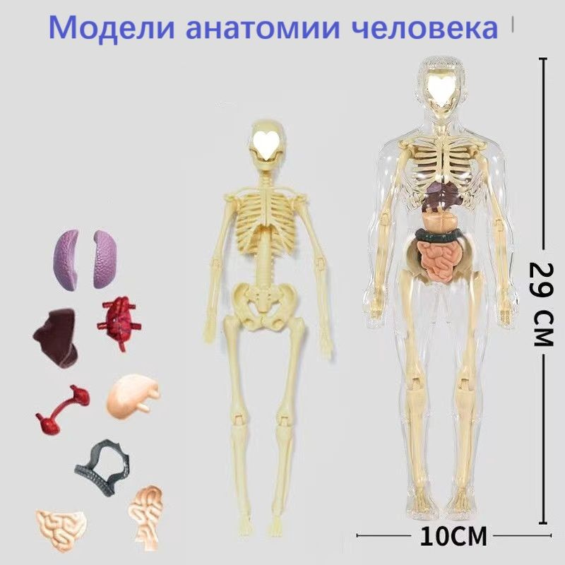 Модели анатомии человека, Анатомическая модель для детей "Строение тела ...