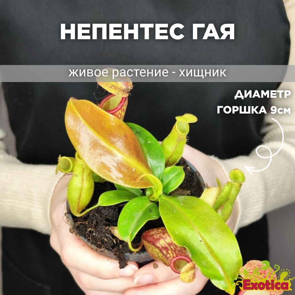 Непентес Гая (Nepenthes Gaya) D9см, насекомоядное растение