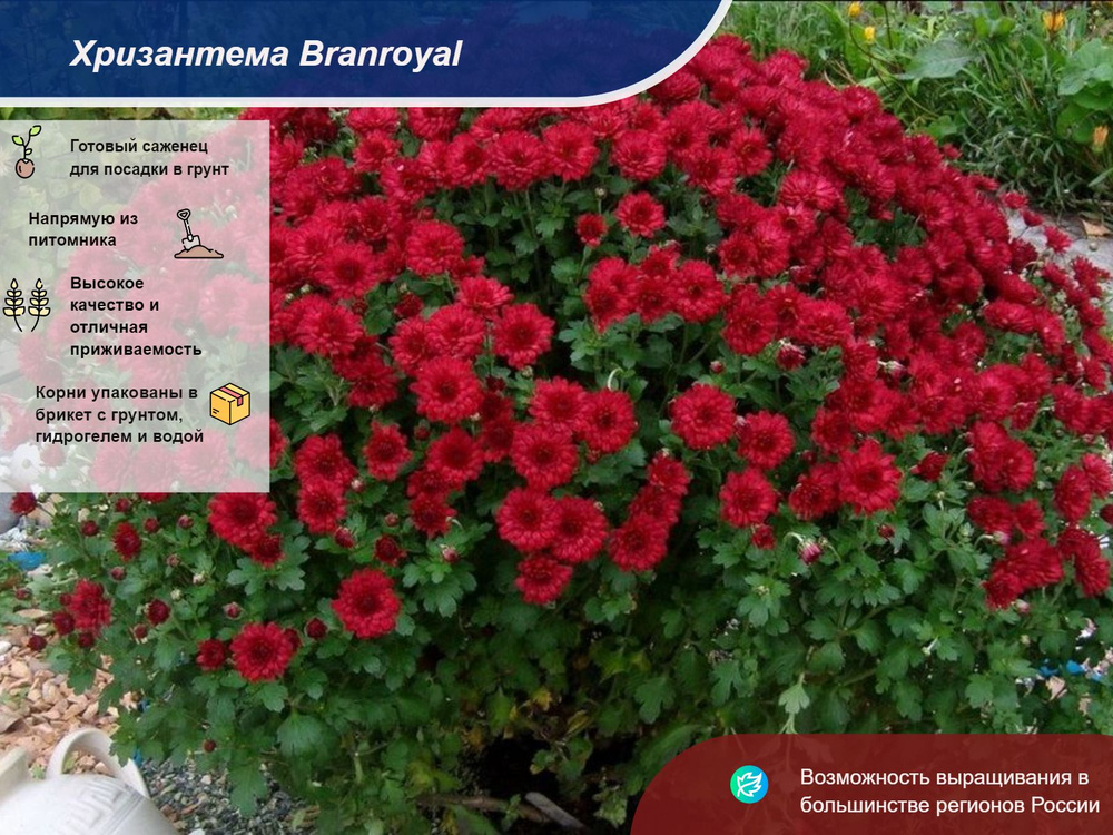 Хризантема Branroyal (Мультифлора/Бордовая) - купить с доставкой по ...