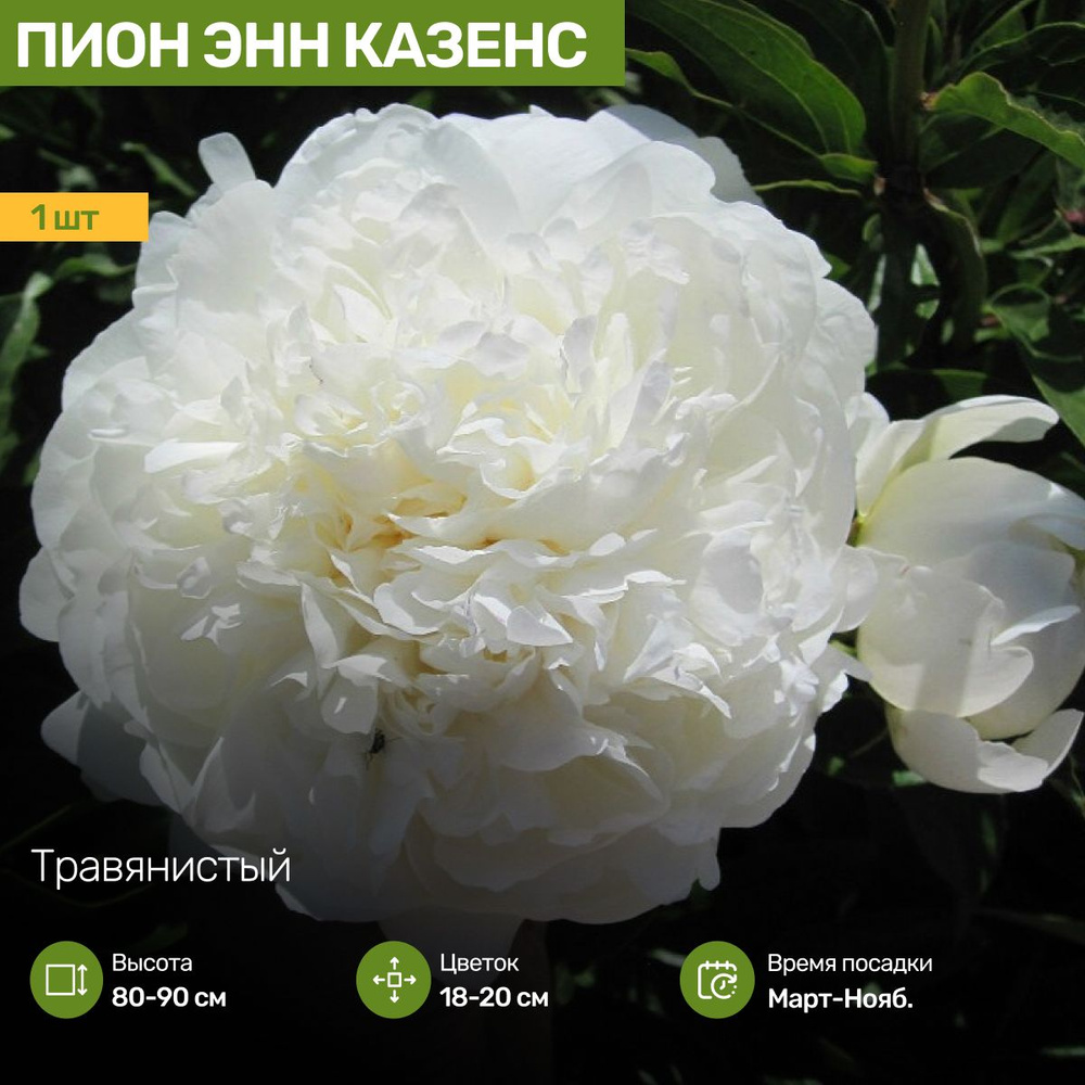 Пион Энн Казенс Саженец - купить с доставкой по выгодным ценам в ...