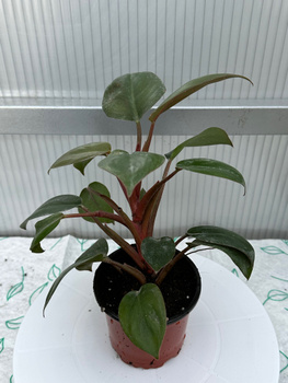 Блеск для листьев комнатных растений Доктор Сияние мл - купить в АгроВинн