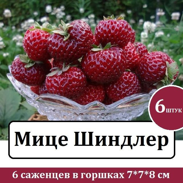 Клубника Мице Шиндлер Купить Саженцы