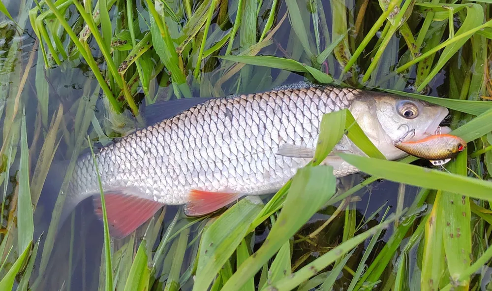 Воблер для рыбалки Mottomo Saltar 50S 7.5g Deep Trout, раттлин тонущий для спиннинга. Приманка на щуку, форель, судака, сома, окуня, жереха, голавля, 7,5 г, фото 4