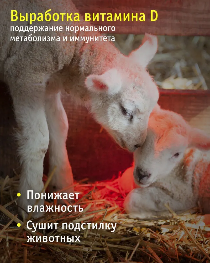Инфракрасная лампа Navigator 93 972 для обогрева птиц и животных, 250 Вт, цоколь Е27, 250 Вт, фото 3