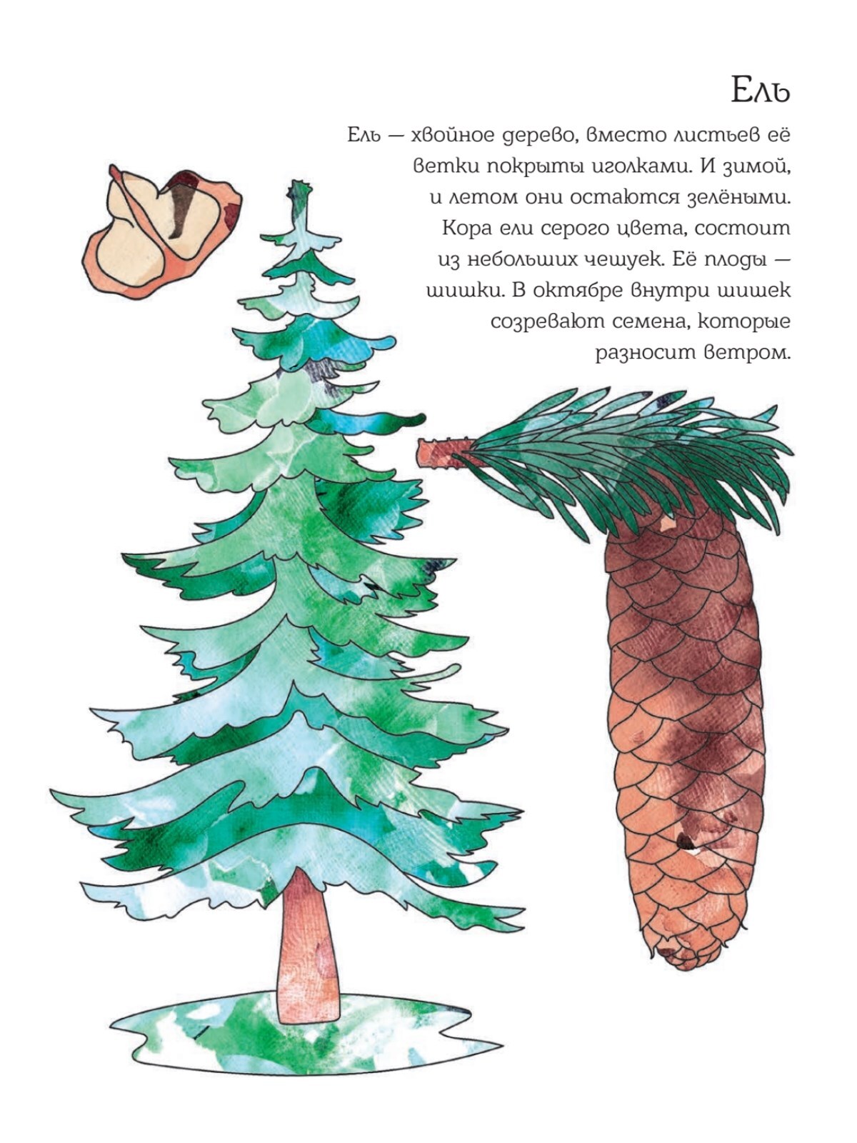 Мой первый гербарий. Цветы и листья | Reference Book - Ozon image 5