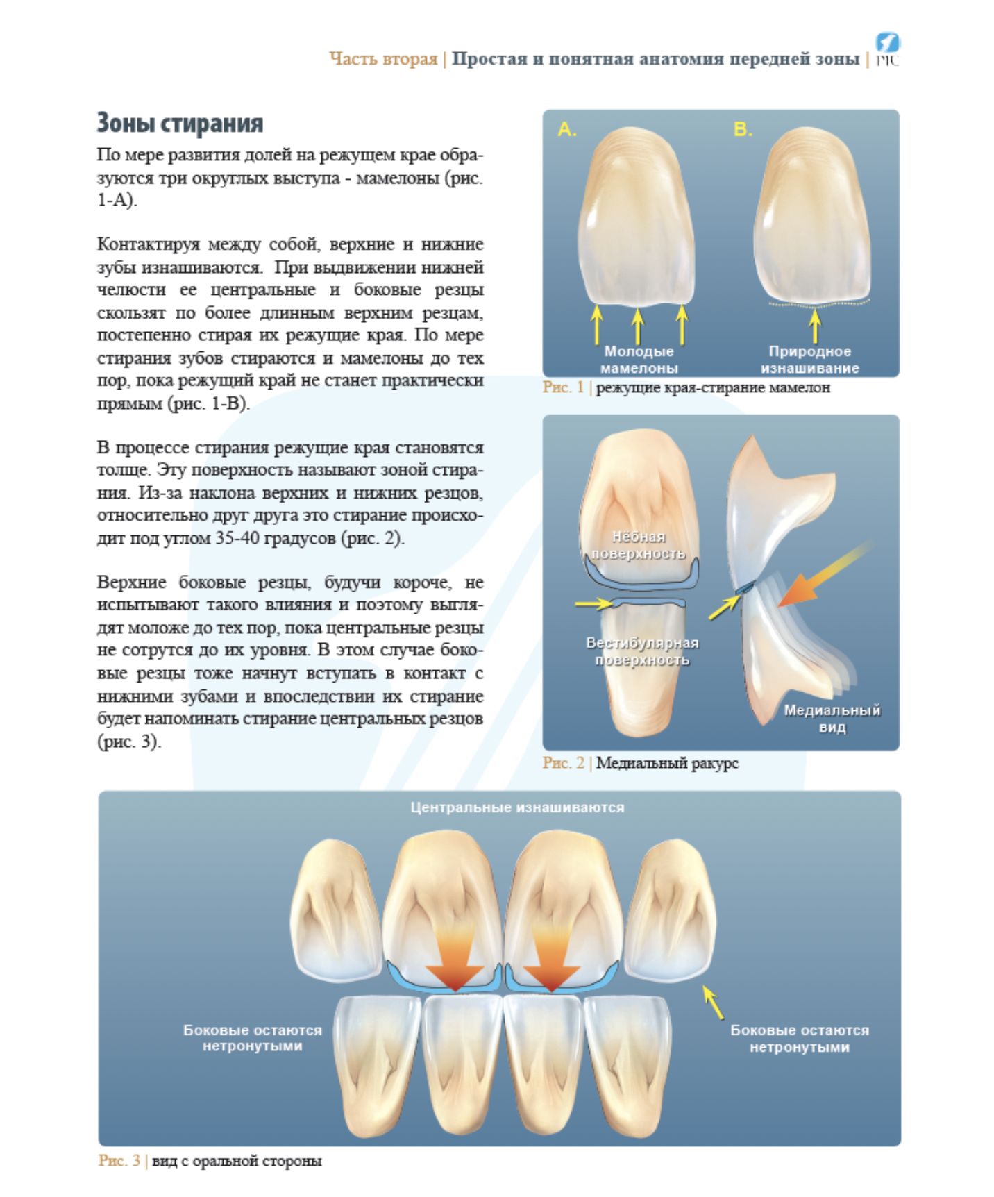 Анатомия зубов для зубных техников учебник