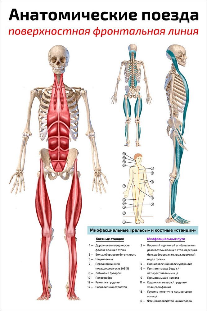 Плакат обучающий А2 ламинир. Анатомические поезда: поверхностная фронтальная линия 457x610 мм  #1