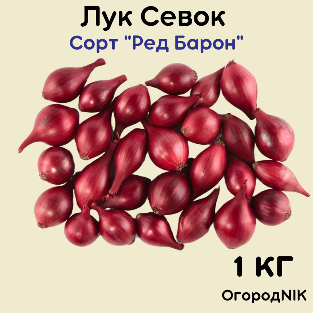 Лук Севок сорт "Ред Барон" #1