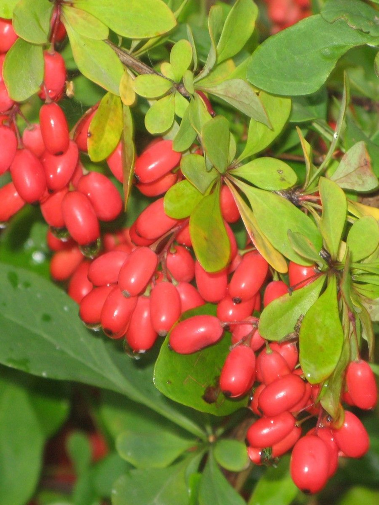 Семена Барбарис амурский (Berberis amurensis), 15 штук #1