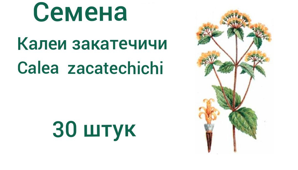 Калея закатечичи 30 штук - купить по выгодным ценам в интернет-магазине ...
