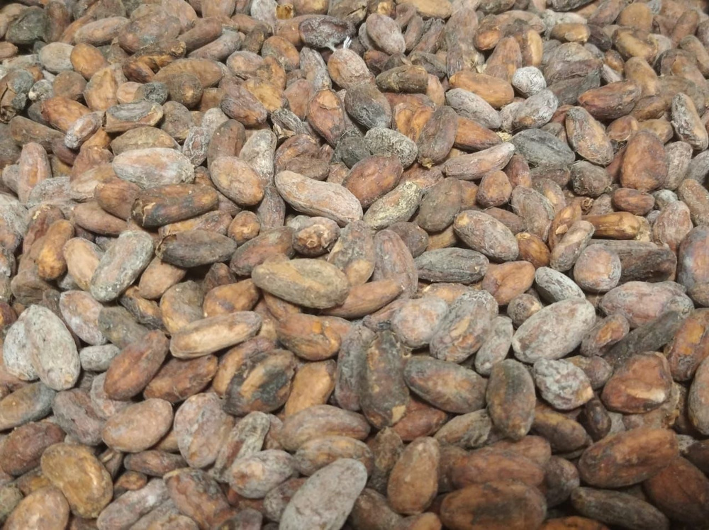 Какао бобы натуральные сырые необжаренные отборные, сорт Селексьон Насьональ АСС, гибрид Тринитарио, #1