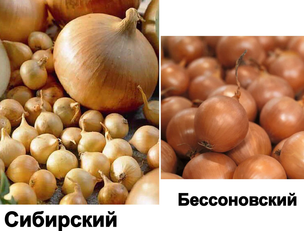 Луковицы Лук купить по выгодной цене в интернет-магазине OZON (925882270)