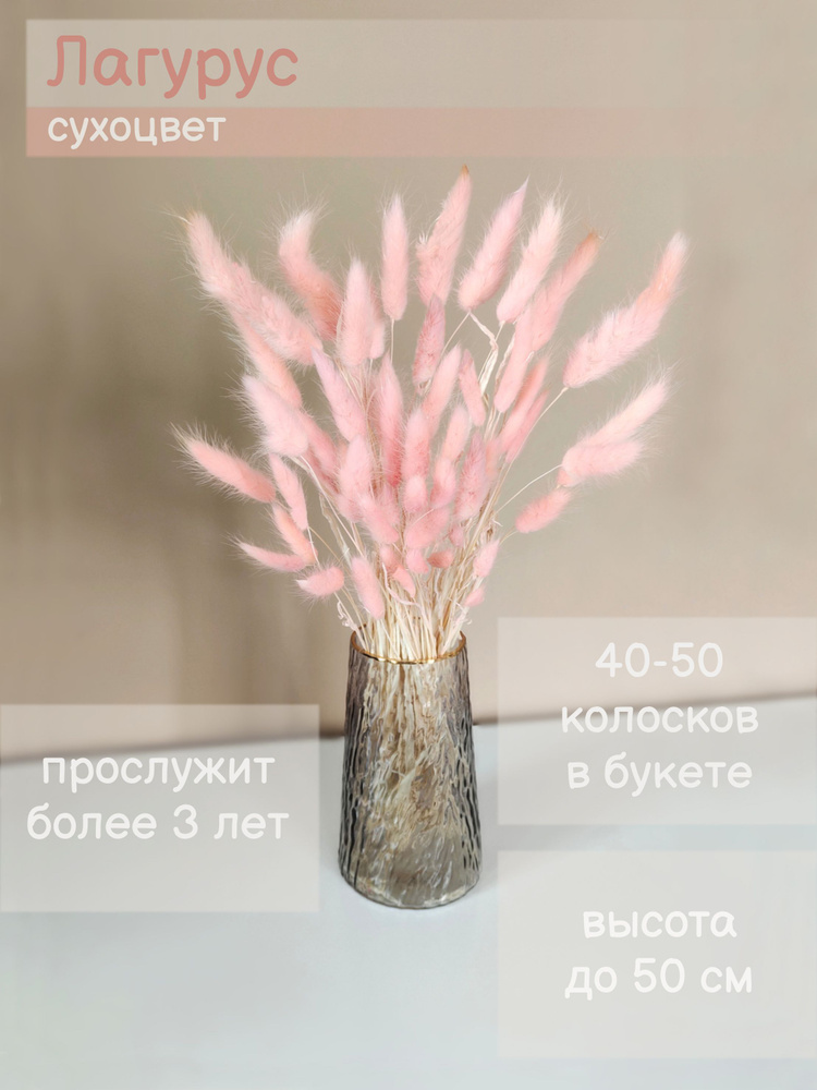 Сухоцветы Лагурус, 50 см, 100 гр, 50 шт #1