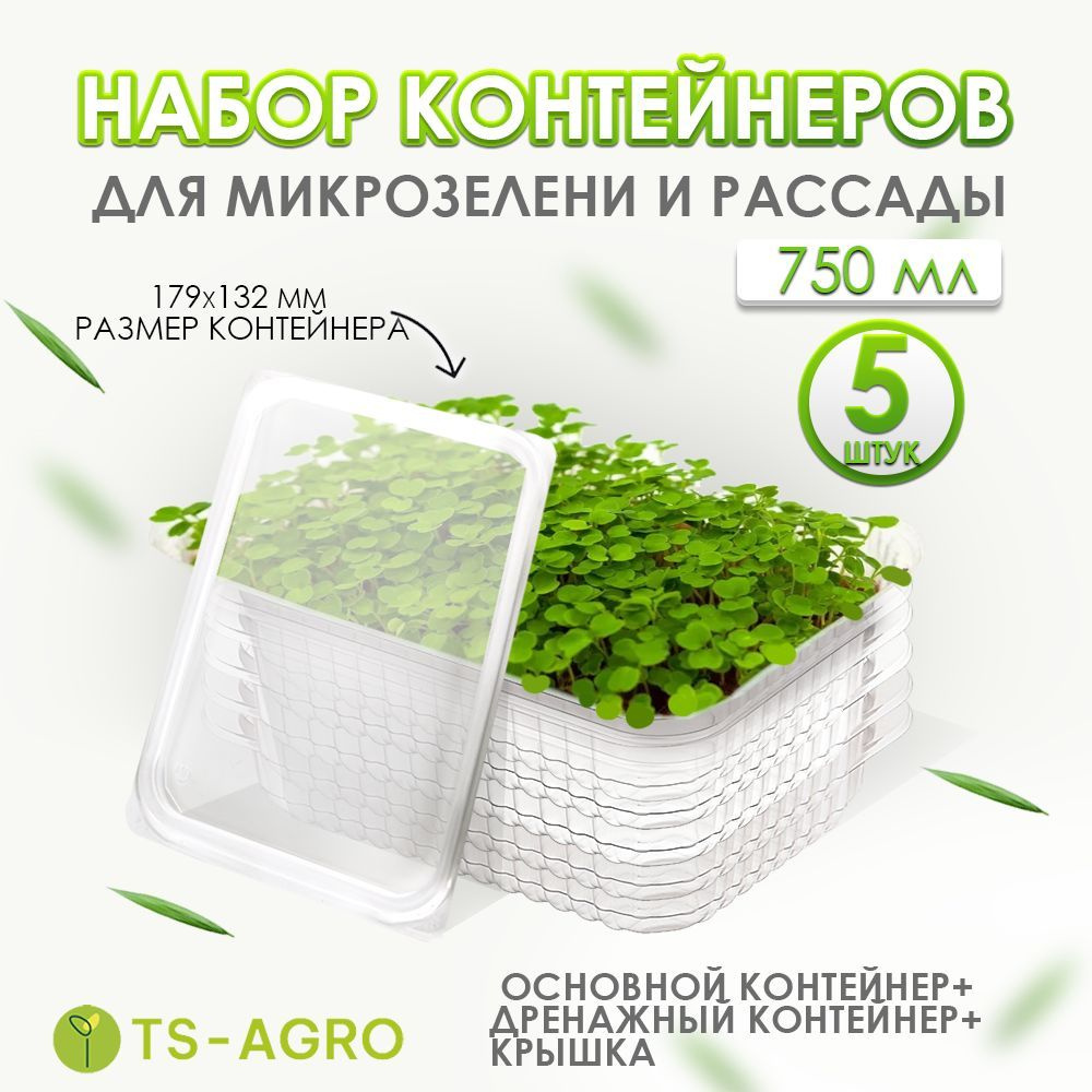 Набор для выращивания TS-AGRO, Микрозелень, Базилик, Однолетник купить по  выгодной цене в интернет-магазине OZON (524190352)